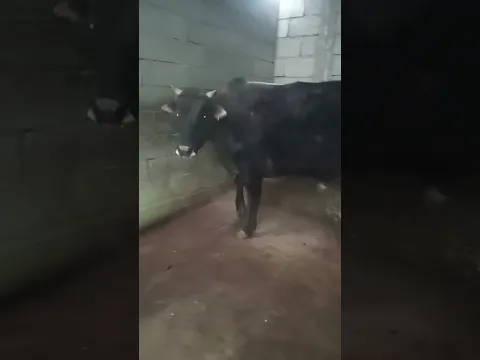 лайка бза