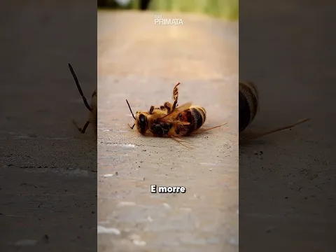 Porque 🐝 Morrem Depois da Pica?