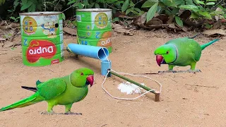 How to make parrot trap | Easy trap by using Dupro cans and PVC