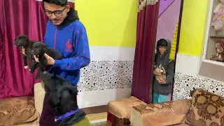 Roxy with puppies 🥺| Dog can talk part 169 || Roxy the Rottweiler || Roxycheeni || Review reloaded
