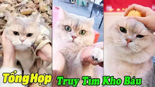 Tổng Hợp Truy Tìm Kho Báu Của MiMi P3 Tập Dài #thúcưng #vậtnuôi #animals  #funny #pets #cat #meo