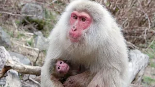 【地獄谷野猿公苑】☆ トックリ00　全記録集　トックリ00について ☆　～ニホンザル～ / snowmonkey