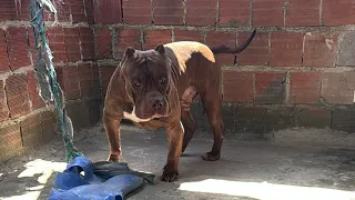 Pitbull monster Smokey zilla #lekthebestkennel