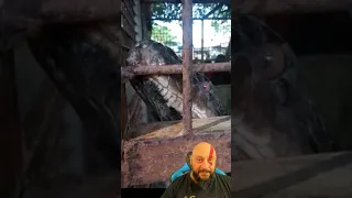 A maior cobra do mundo capturada que já passou aqui no canal