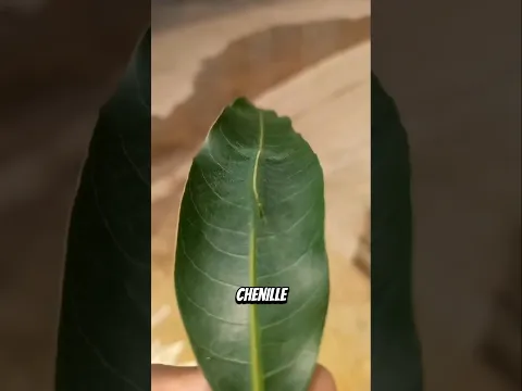 Ces animaux sont invisibles même pour leurs prédateurs 😨