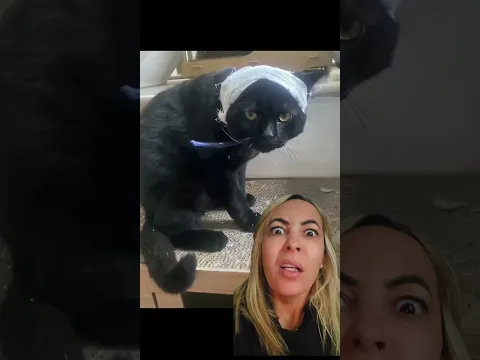 #humour #cat #momlife #catvideos #cutecat #cute #elgato