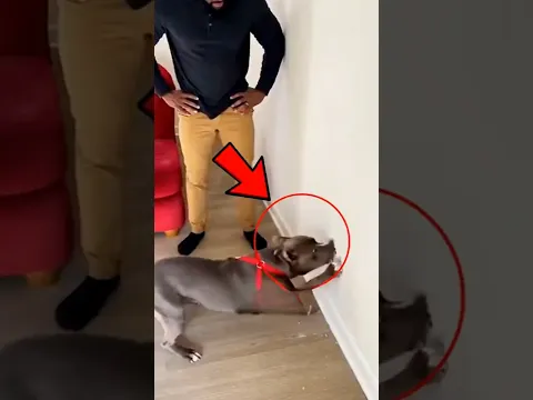 O cachorro pega ladrão!