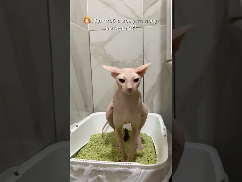 Жизнь меняется на 180 градусов, после решения завести дома сфинкса)🍑🤌🏻