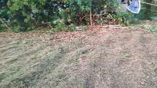 @Farm2P  ມາກະກຽມດິນ ກ່ອນປູກ ນ້ອງດາວເຮືອງ Ep1