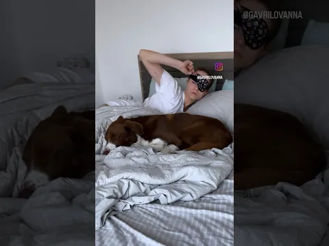 Every morning with border collie #bordercollie #dog #tricks #puppy #funny