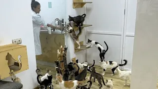 Suddenly the silence turns to a lot of meowing, when the two ladies arrive.