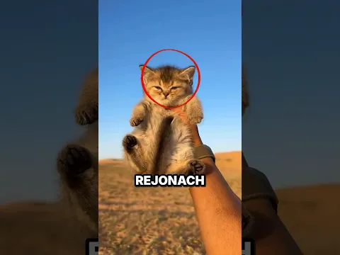 Dlaczego koty panicznie BOJĄ SIĘ WODY?! Prawda Cię zszokuje 😱🐱