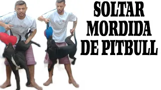 ❤️ Como Agir ao ATAQUE de PITBULL (Veja Na Prática) Vídeo Completo! #canalpitgameness #apbt #pitbull