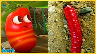LARVA CARTOONS 2024: BROWN BEE'S JOURNEY TO FIND TREASURE | Best Cartoon Movie 20245