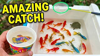 Catch amazing aquarium fish in small pond baby turtles, pencil fish, koi fish, platy fish, baby eel