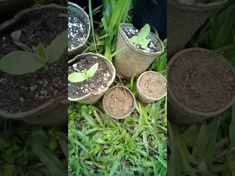 How To Grow Honeydew melon 2023 From Seed To Harvest
