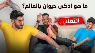 تحدي الأسئله العامه اذا ما تجاوب تنجلد مع ابو فله | ضيف غبي جديد 😂