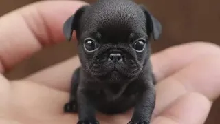 Dog Lover Beautiful Videos | Cute puppy | Labrador Retriever Dog #dog #puppy #puppies