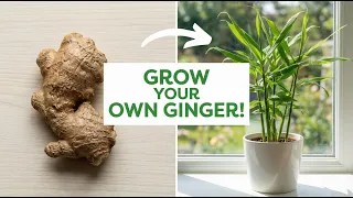 How to Grow Ginger at Home from a Store Bought Root