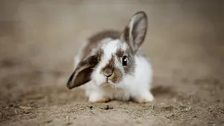 Top 15 Cutest Miniature Creatures | Exploring Nature's Smallest Wonders