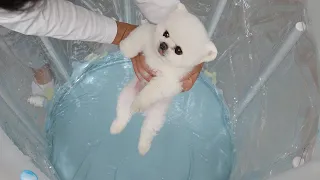 강아지를 투명 수영장에 빠뜨렸더니...