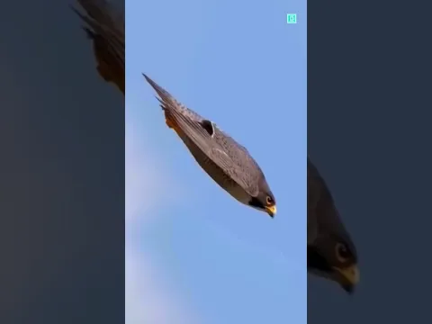 Peregrine Falcon 😱