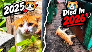 The Most Legendary Cat & Dog Memes (Then Vs Now) 😱