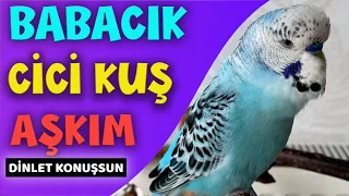 Konuşan Muhabbet Kuşu Boncuk !  Aşkım Cici kuş Babacık | Muhabbet Kuşu Konuşturma