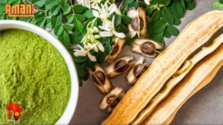 Moringa, la plante qui sauve des vies