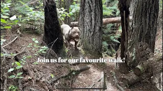 Join us for our favourite Adventure Walk! #dogs #dog #puppy #americanbully #pitbull #staffy #pup