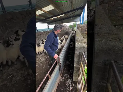 Smart Trick to Separate Sheep and Lambs Without Stress! 😧 #shortsvideo