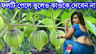 ফলের রয়েছে অনেক গোপন উপকার || ফলটির দাম কোটি টাকার চেয়েও বেশি || কোথাও দেখলেই চুপ করে তুলে নিন!