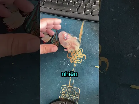 Cứu Sống Chú Vẹt Non 🥺