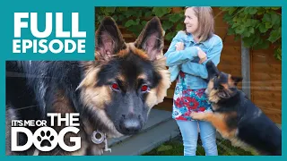 This German Shepherd Puppy Is A 'HELL RAISER' | Full Episode 111 | It's Me or the Dog