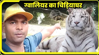 Gwalior Zoo | Wildlife | ग्वालियर चिड़ियाघर में शेर, चीता, अजगर, भालू की मस्ती