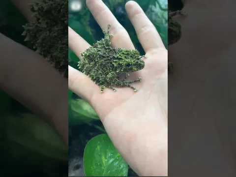 Estas Criaturas Son Maestras Del Camuflaje 😨