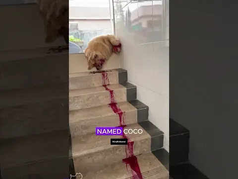 👑Topic 171:”COCO The golden retriever”❤️🐶 #voiceofkrishnaveni #dog #story