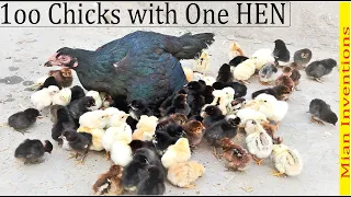 1OO CHICKS with One HEN - Aseel hen Harvested Eggs to 100 chicks