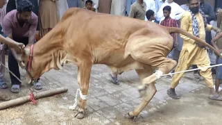 DANGEROUS COW QURBANI 2025 | ANGRY COW QURBANI 2025