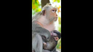 Today mama monkey Berry so lucky, got plenty of banana to eat from kindness tourist to all monkey