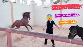 # فلوق (74) التعامل مع الخيل عند الهجوم ؟!😓