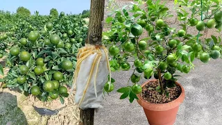 Ten tu propio limonero en casa con este método tendrás cientos de limones en maceta