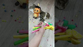 Cat Barsik 🐱🌈 Beads Satisfying Reverse Video ASMR
