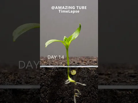 Growing Red Bell Pepper Plant - Time Lapse