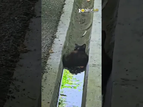 Рамазан в обличии кота 😂#юмор #funny