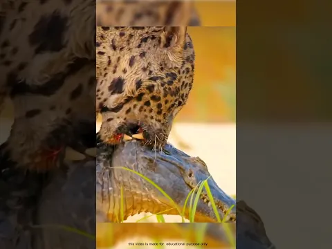 Jaguar attack on crocodile? #shorts #animals