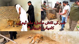Lion Captured Safely: Incredible Quick Action by Wildlife Team 🦁🔥"