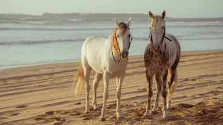 My Horse And Mare Beach Time 🏖