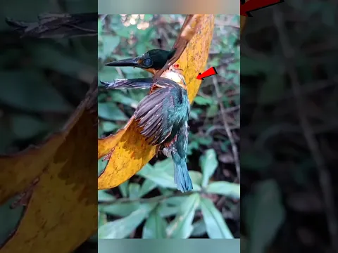 মাছরাঙা দেখুন কিভাবে মাছ ধরে 👀,