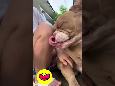 แม่ก็ชอบมากอดจริงๆ😂😁 #อเมริกันบลูลี่ #americanbully #ทาสหมา #ไฮไลท์ #dogs #reelsviral
